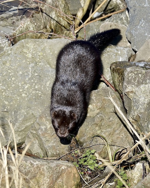 mink
